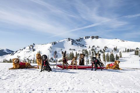 Avalanche Dog Team at Palisades Tahoe on a bluebird day