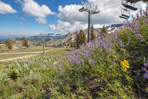 Scenic View of the High Camp meadow with wildflowers. 