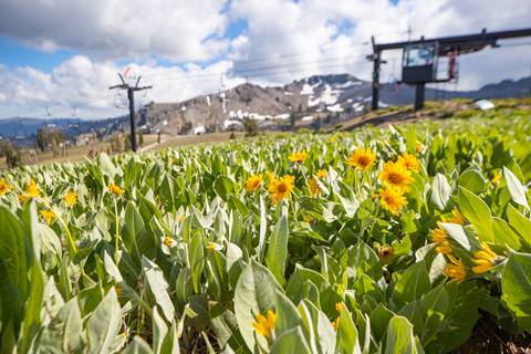 Scenic picture of the High Camp meadow with Mule's Ears flowers in the foreground.