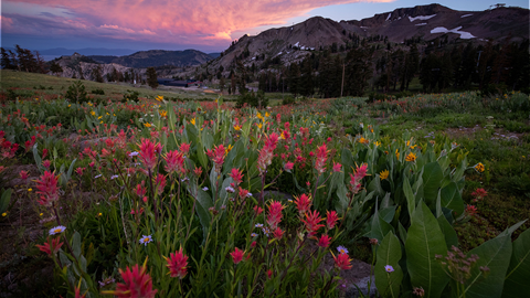 Wildflowers at High Camp