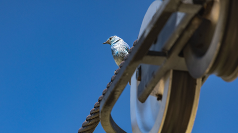 Bird perched on top of lift line