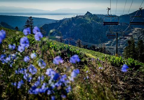 Scenic purple wildflowers with view of chairlift