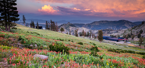Wildflowers at High Camp at Palisades Tahoe