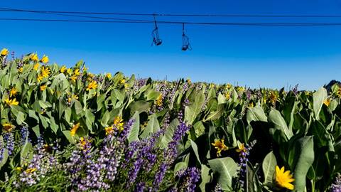 Flowers blooming in summertime at Palisades Tahoe