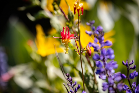 Summer wildflowers at Palisades Tahoe