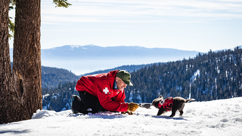 Avalanche dog in training at Alpine