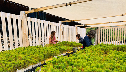 People tending plants in a greenhouse