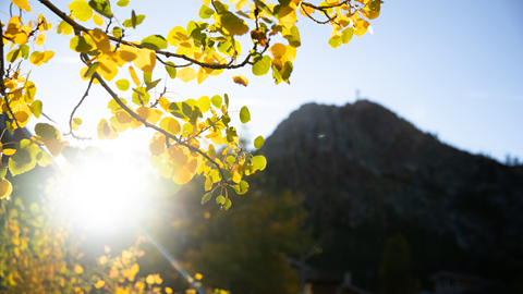 Fall colors at Palisades with a mountain view