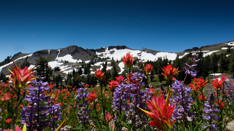 Wildflowers at High Camp