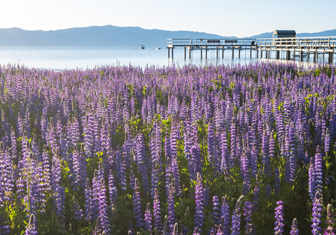 Wildflowers at Lake Tahoe