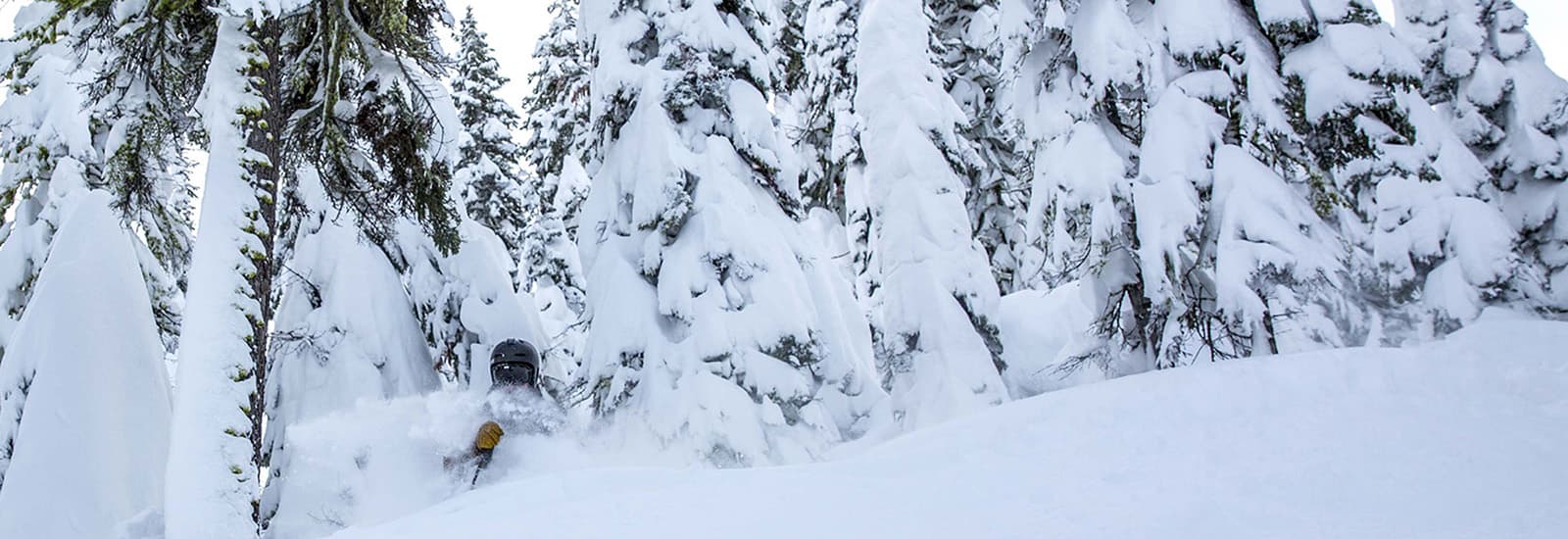 Skiing trees powder