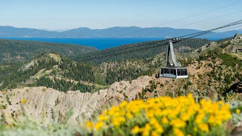Palisades Tahoe Aerial Tram in summer with lake tahoe in the background and wildflowers in the foreground