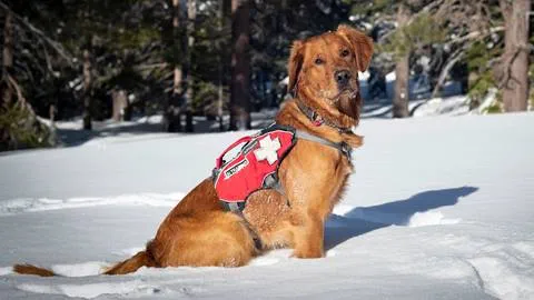 Alpine Patrol Dog Milton posing in the snow at Palisades Tahoe
