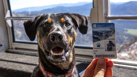 Get your dog a pet pass to ride the Aerial Tram to High Camp. Proceeds go to the Humane Society of Truckee Tahoe
