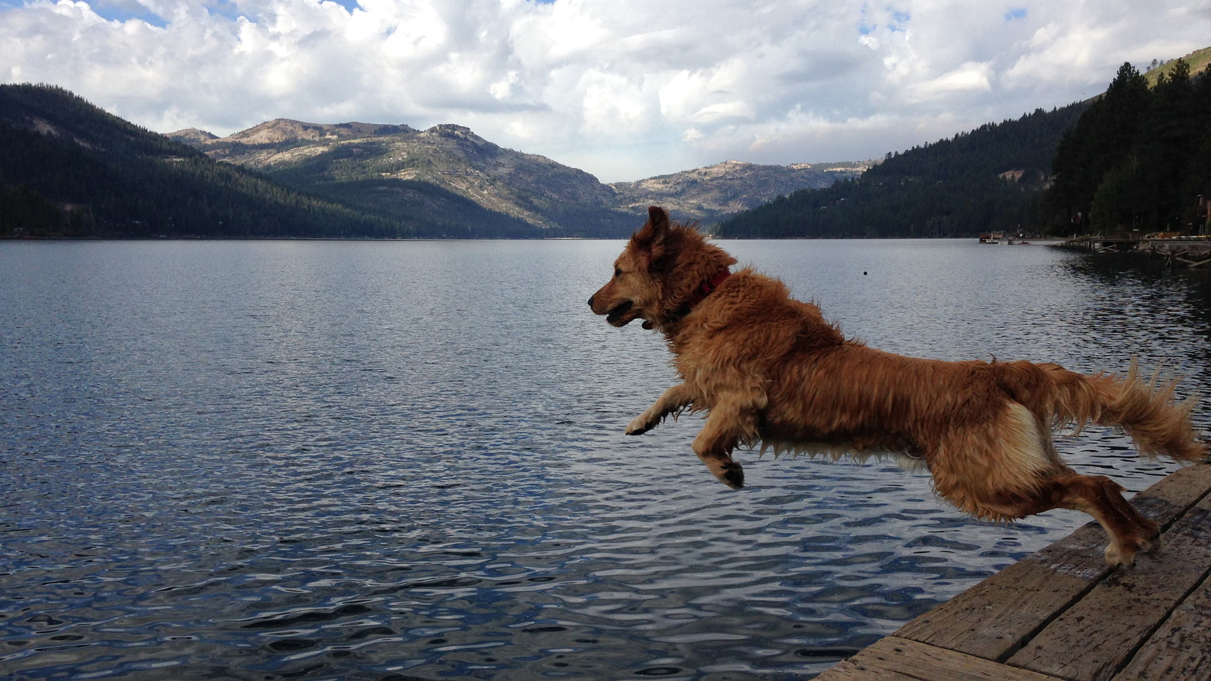 Dog jumping off a dock into the water of Donner Lake in Truckee, California