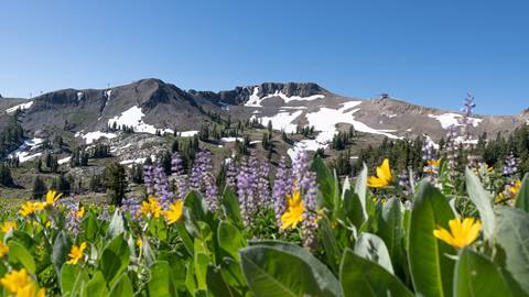 Scenic purple and yellow wildflowers with peaks of Palisades Tahoe in the background