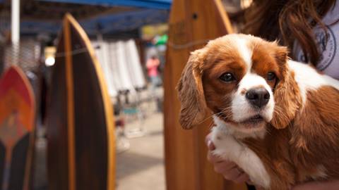 a dog at Made In Tahoe Festival