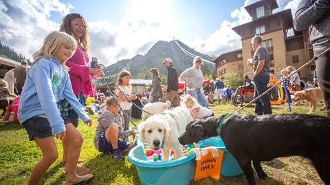 Dogs having fun in a baby pool at Brews, Jazz, & Funk Fest